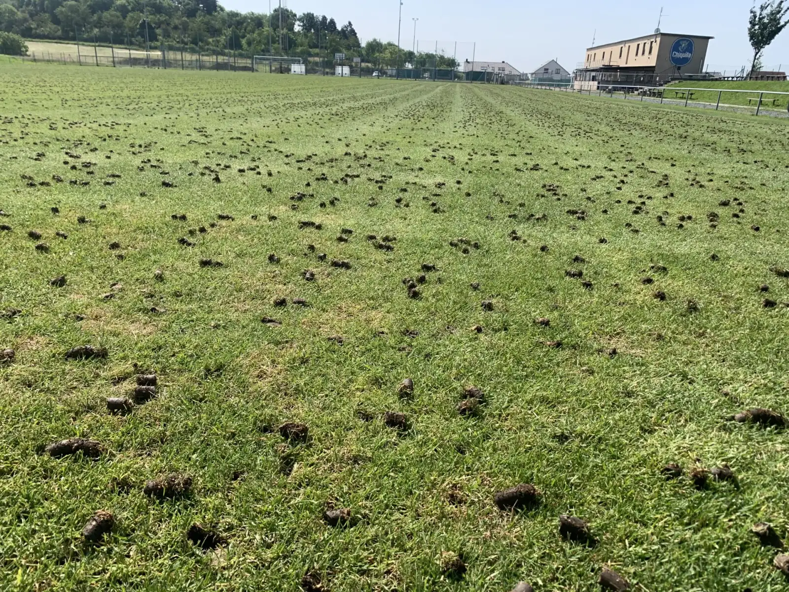 Revitalizace trávníku 2025